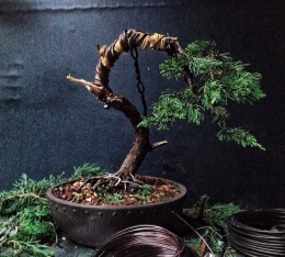 Juniper